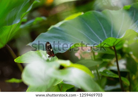 Beautiful macro picture of a black, red and white butterfly sitting on a leaf.