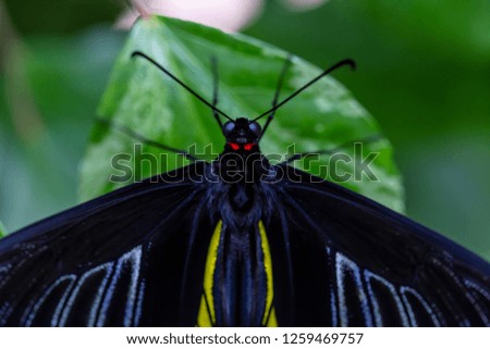 Beautiful macro picture of a black, blue and yellow butterfly sitting on a leaf.