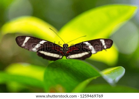 Beautiful macro picture of a black, red and white butterfly sitting on a leaf.