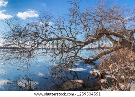 Bare tree lean over the water, reflect. Tree branches bent low over the lake in beautiful winter day. Blue sky on background. Ice floe, snow float in water. Bright sunny day. Calmness and tranquility.