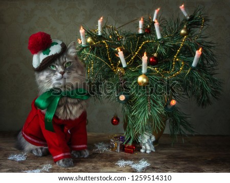 Beautiful gray kitty and Christmas tee