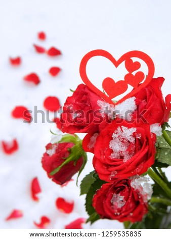 Red roses and a heart in the snow on a white background. St. Valentine greeting card. Place for text.