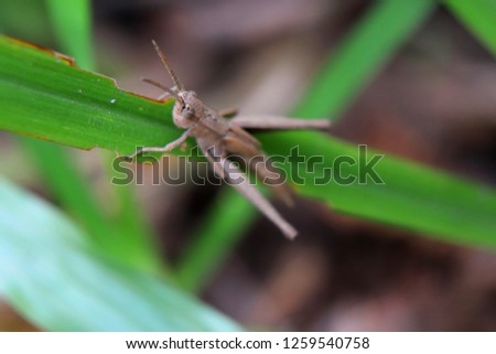 Insect in Forest