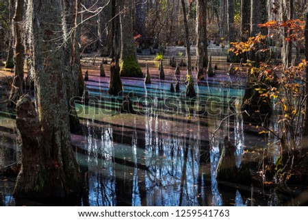 Rainbow Sheen in a Cypress Swamp as a Result of Decomposing Leaves Releasing Tannins