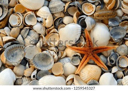 Red Starfish Background - stones and shells. Background. Star.