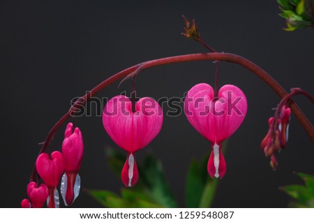 Bleeding heart flowers (Dicentra spectabils)