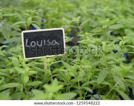 Fresh green Louisa plants with sign
