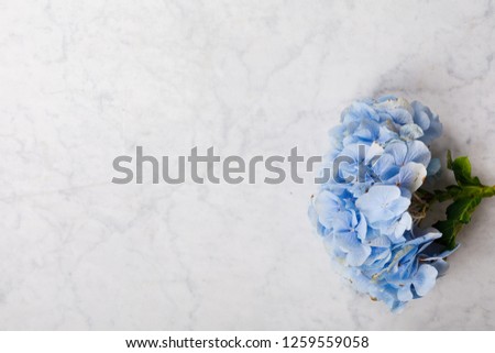 hydrangea flower on marble background