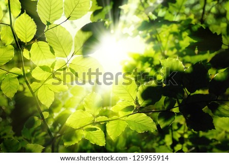 Fresh green leaves in a forest framing the sun in the middle and forming rays of light Royalty-Free Stock Photo #125955914
