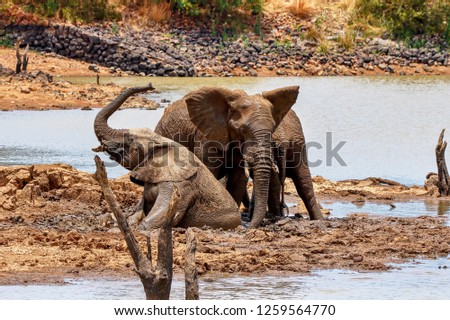 Three elephants wrestling in the mud.  One elephant has its trunk in the air as if its the victor.  Mud is on the edge of a dam.