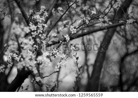 spring flowers on a branch black and white