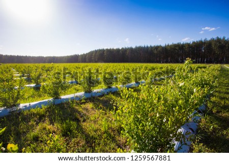 Field of blueberries, bushes with future berries against the blue sky. Farm with berries. Ukraine. Royalty-Free Stock Photo #1259567881