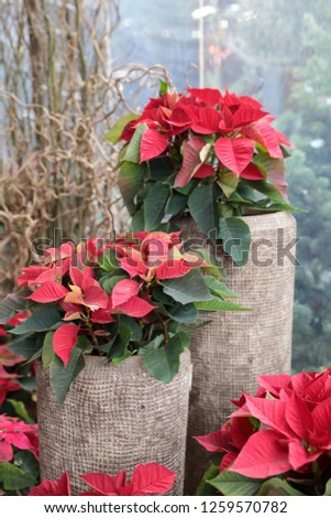 Red poinsettia or Euphorbia pulcherrima Christmas traditional flower in the flowers bar.