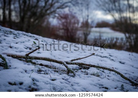 Closed up view of a branch on a snow.