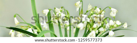 snowdrops (Galanthus) spring background. spring flowers