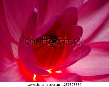 lotus (pink red) showing beautiful petal and stamen,isolated against dark background, they are commonly known as Nymphaea and  water lilies.