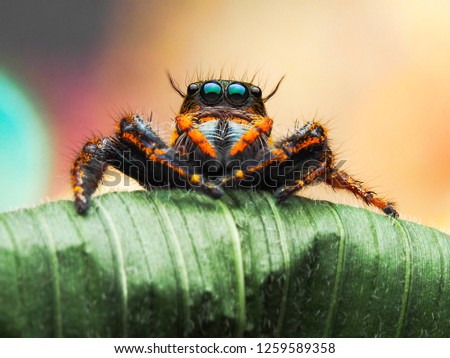 Super macro image of Jumping spider (Salticidae, Hyllus diardi female), at high magnification, Good sharpen and detailed, eye and face very clear
