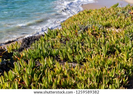 Ice Plants on a cliff overlooking the ocean