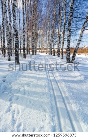 Ski run in a winter birch forest Sunny day Cross country ski trails