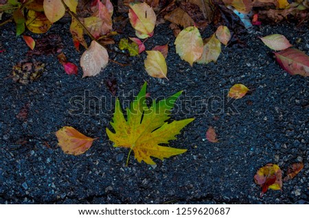 Maple leafon the road, rainy autumn day