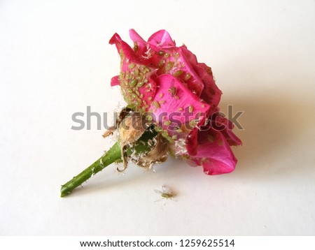 Rose pests - Macrosiphum rosae. Rosy flower on a white background with a pest colony.