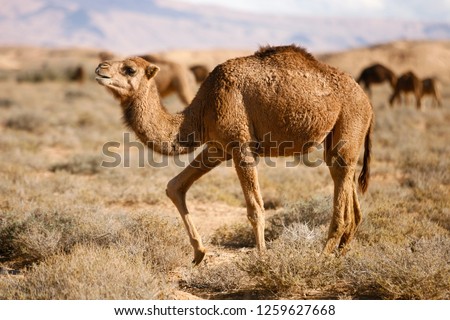 Camel in the tunisian desert of Sahara, in Tunisia, Africa.