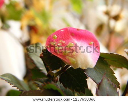 Rose bush in the garden. Macrosiphum rosae pest colony on the rosy flower petal. 