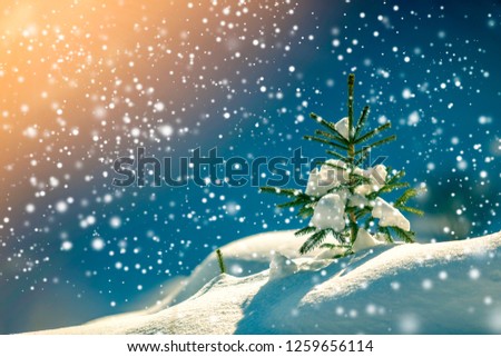 Small pine tree with green needles covered with deep fresh clean snow on blurred blue copy space background. Merry Christmas and Happy New Year greeting postcard.