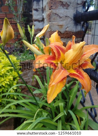 summer, beautiful, plant, garden, flower, yellow, color, leaf, colorful, natural,