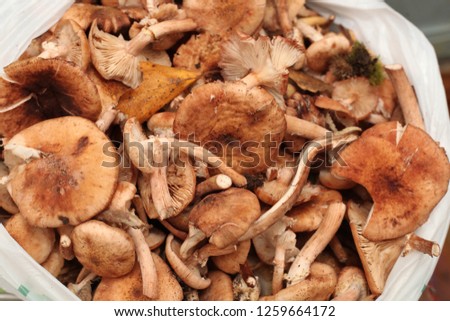 mushrooms collected in a forest