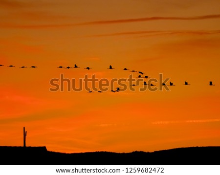 cranes flying at sunset