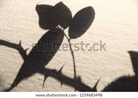 Black shadow of rose thorn and leaves on white wall background