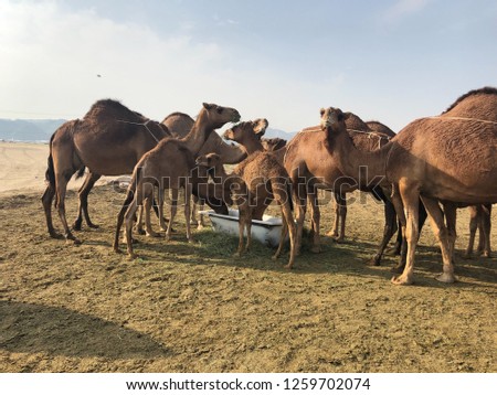 Dromedary (Camelus Dromedarius). Camel in Saudi Arabian desert.