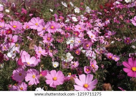 pink flower nature Royalty-Free Stock Photo #1259711275