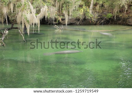Manatee at Blue Springs State Park