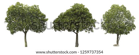 tree dicut at isolated on white background with clipping paths, Clipping inside