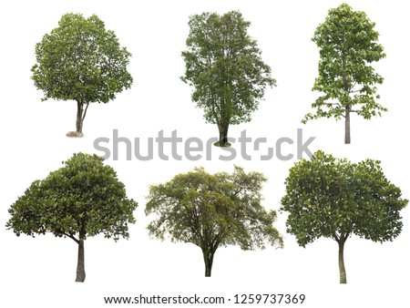 tree dicut at isolated on white background with clipping paths, Clipping inside