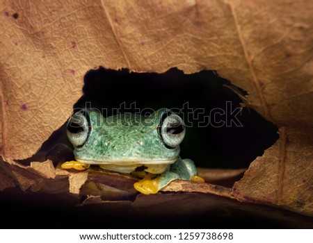Frog prepare to sleep on the night