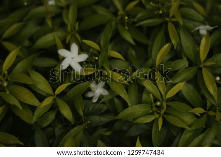 Beautiful of green tropical leaves - Image