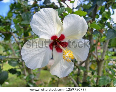 White hibiscus flower and yellow gerbera Green leaf background, selective  focus.