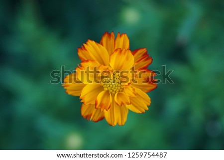 Top view of orange color cosmos flower with green leaves background.