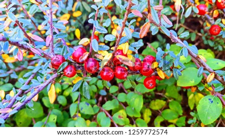 Cotoneaster bush with red berries on branches. Autumnal background.