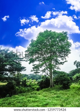 The large trees and grass are green in the background, the sky is blue and the clouds are white.