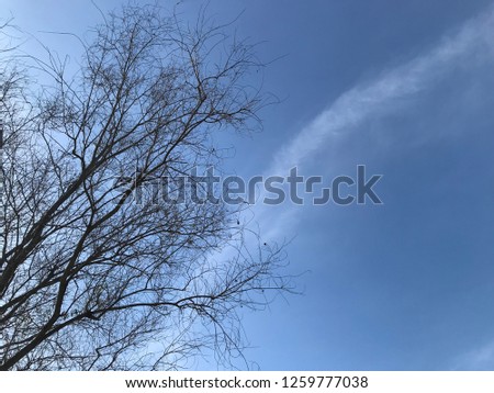 Deciduous trees in winter See the branches clearly. Blue sky is the backdrop.