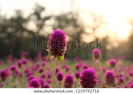Globe amaranth,Red flower beauty in the garden and nature