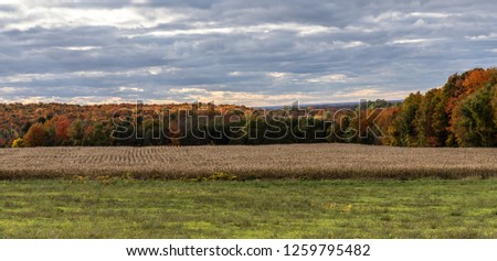 Horizontal landscape of a vibrant autumn colored tree line, with withered corn stocks in the foreground, on a cloud filled, sunny day near Mystic, Quebec