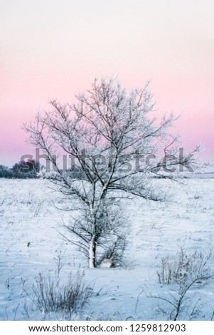 A beautiful tree covered with snow against the background of the passing day.
This picture was taken on a frosty evening in the winter. The sky turned pink in color from the setting sun.