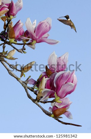 Black-chinned Hummingbird Hovering Over the Tulip Tree Blossom