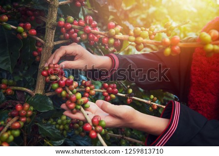 Close Up hand of farmers picking branch of arabicas Coffee Tree on Coffee tree at Nan Province Northern Thailand,Coffee bean Single origin words class specialty.