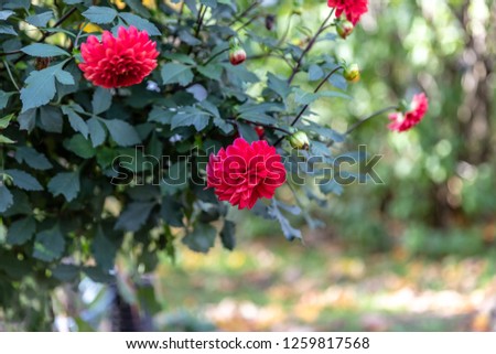 Horizontal of vibrant red flowers with soft focus foliage background on a sunny day near Mystic, Quebec